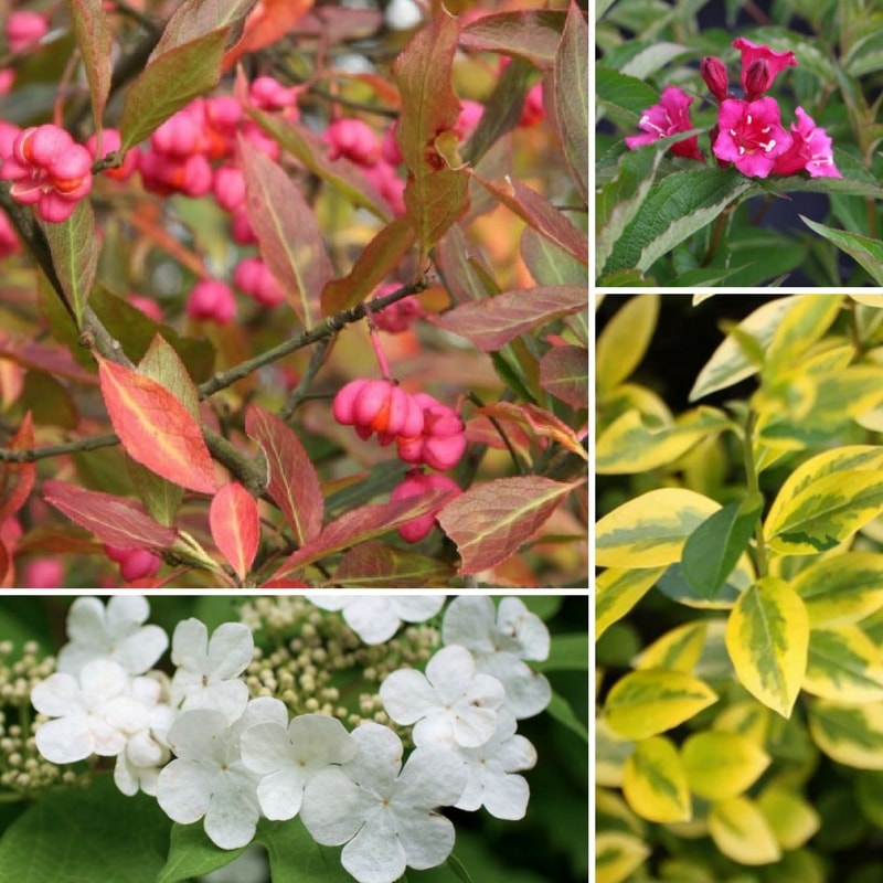 Flowering hedge: which shrubs to plant, when and how?