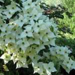 Cornus or Japanese dogwood, the embodiment of elegance.