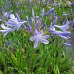 Everything you ever wanted to know about agapanthus...