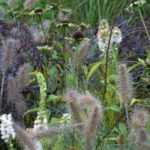 Flowering the Garden in Autumn