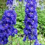 How to Fail with Your Delphiniums in 4 Lessons.