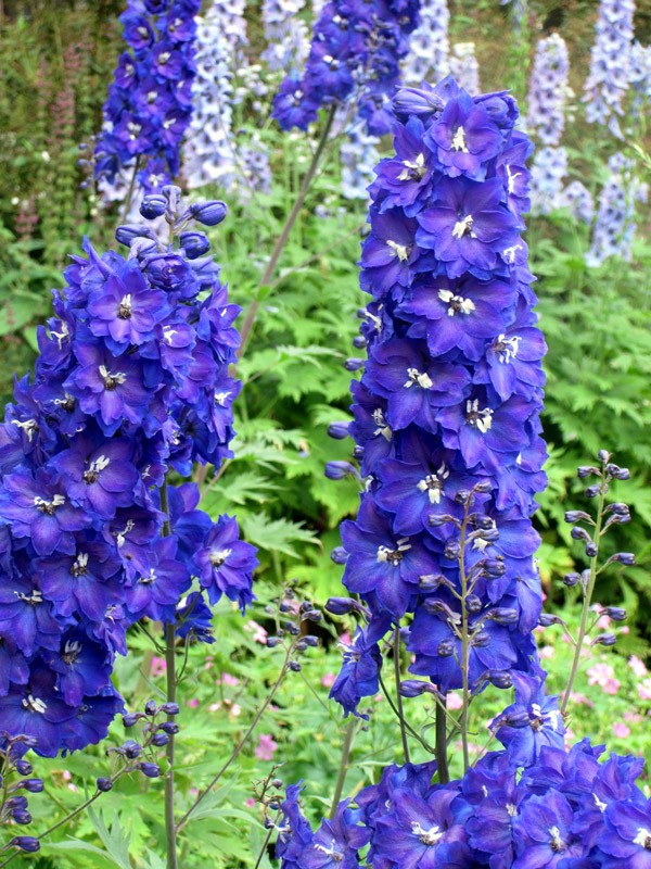 How to Fail with Your Delphiniums in 4 Lessons.