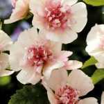 In the family of strange names, I pick Alcalthaea