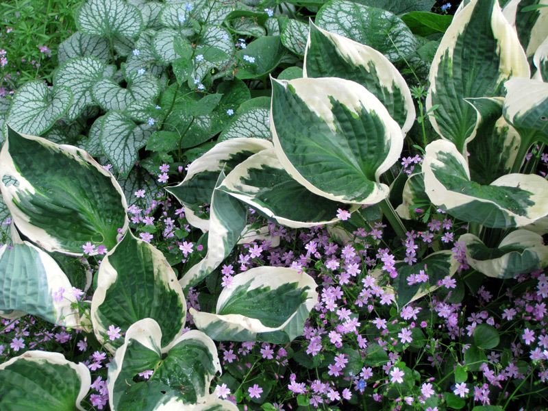 How to Fail at Growing Hostas in 4 Lessons?