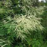 Goat's Beard, a graceful and curious perennial