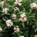 The eternal fragrance