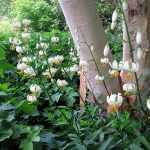The white martagon lily in all its glory