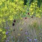 Allium sphaerocephalon, a beautifully understated ornamental garlic