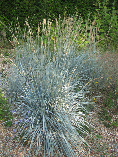 Elymus magellanicus, a lovely blue grass!