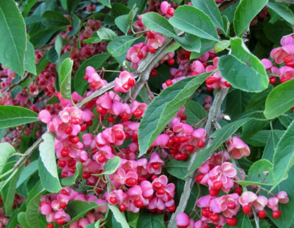 The best ornamental bushes with decorative fruits