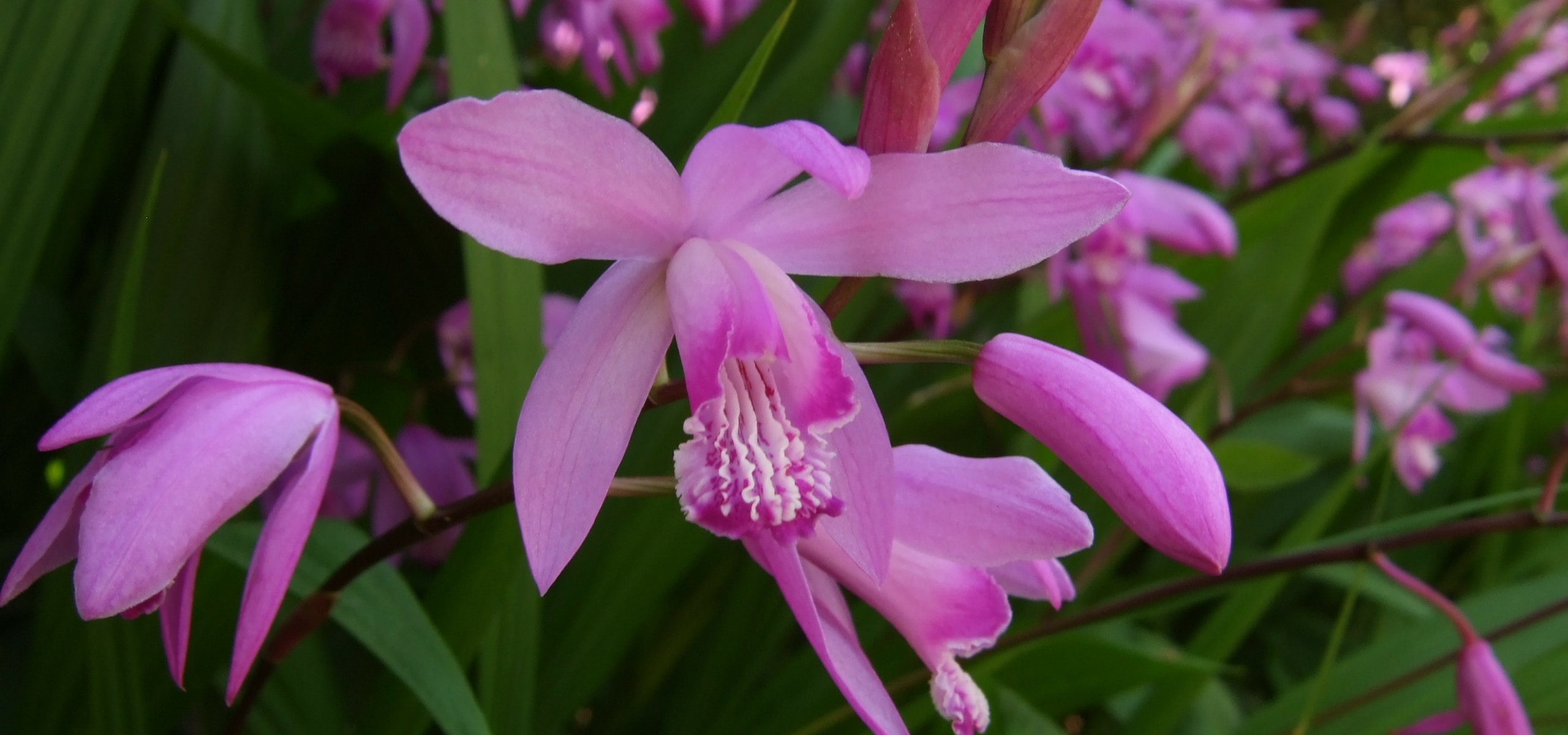 Plant your Bletillas