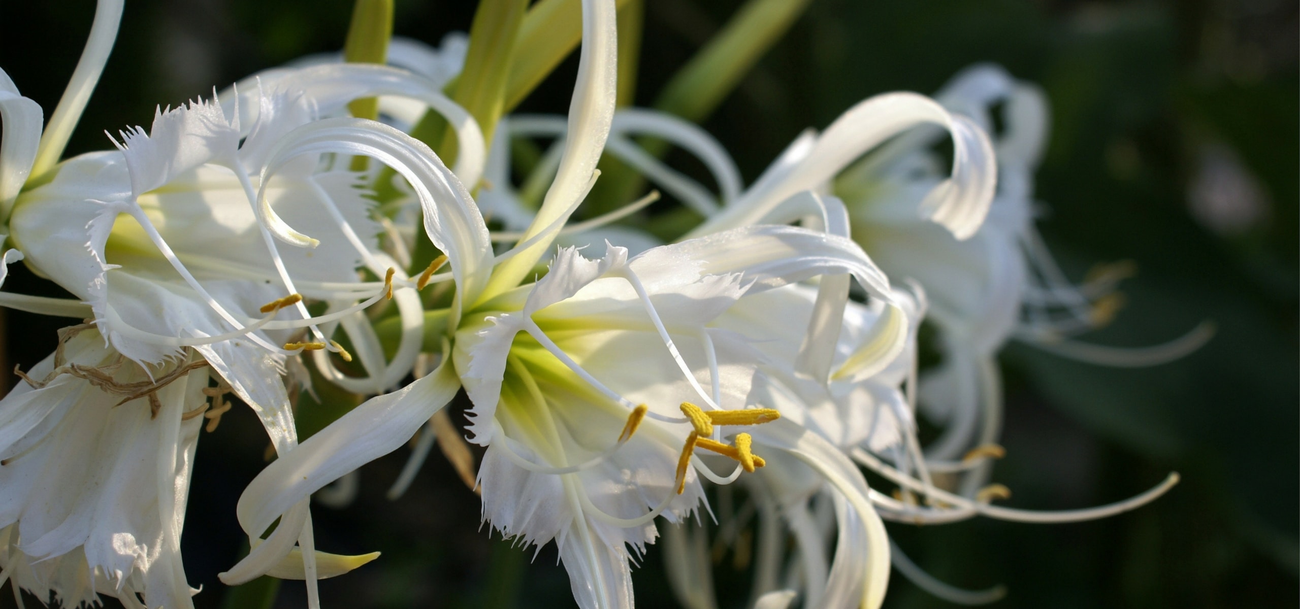 Planting Ismene bulbs