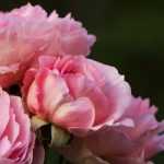 Roses: succeed them when planting in pots and in bare roots
