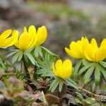 Planting spring-flowering bulbs