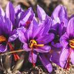 Crocus sativus: plant, cultivate and harvest your saffron