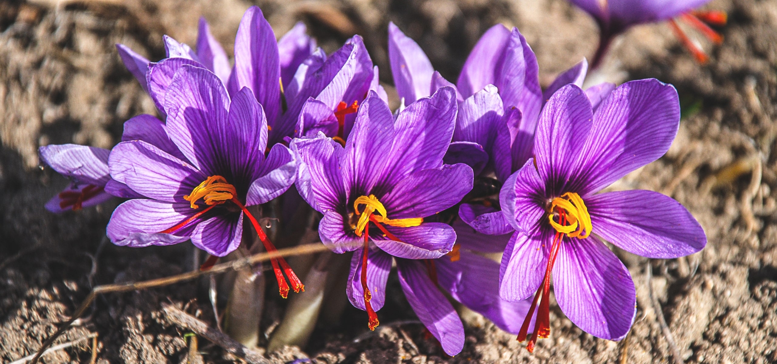 Crocus sativus: plant, cultivate and harvest your saffron