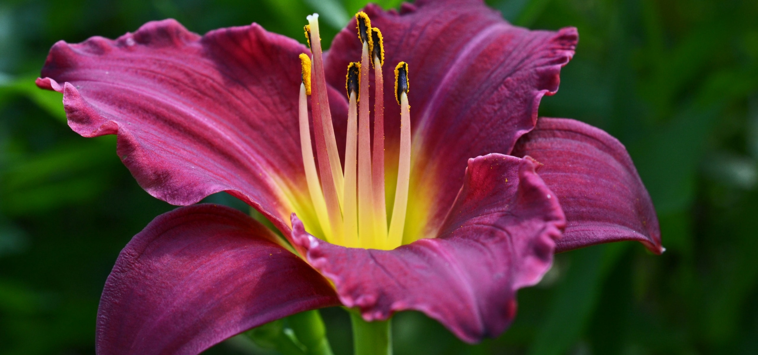 Daylilies: how to plant them