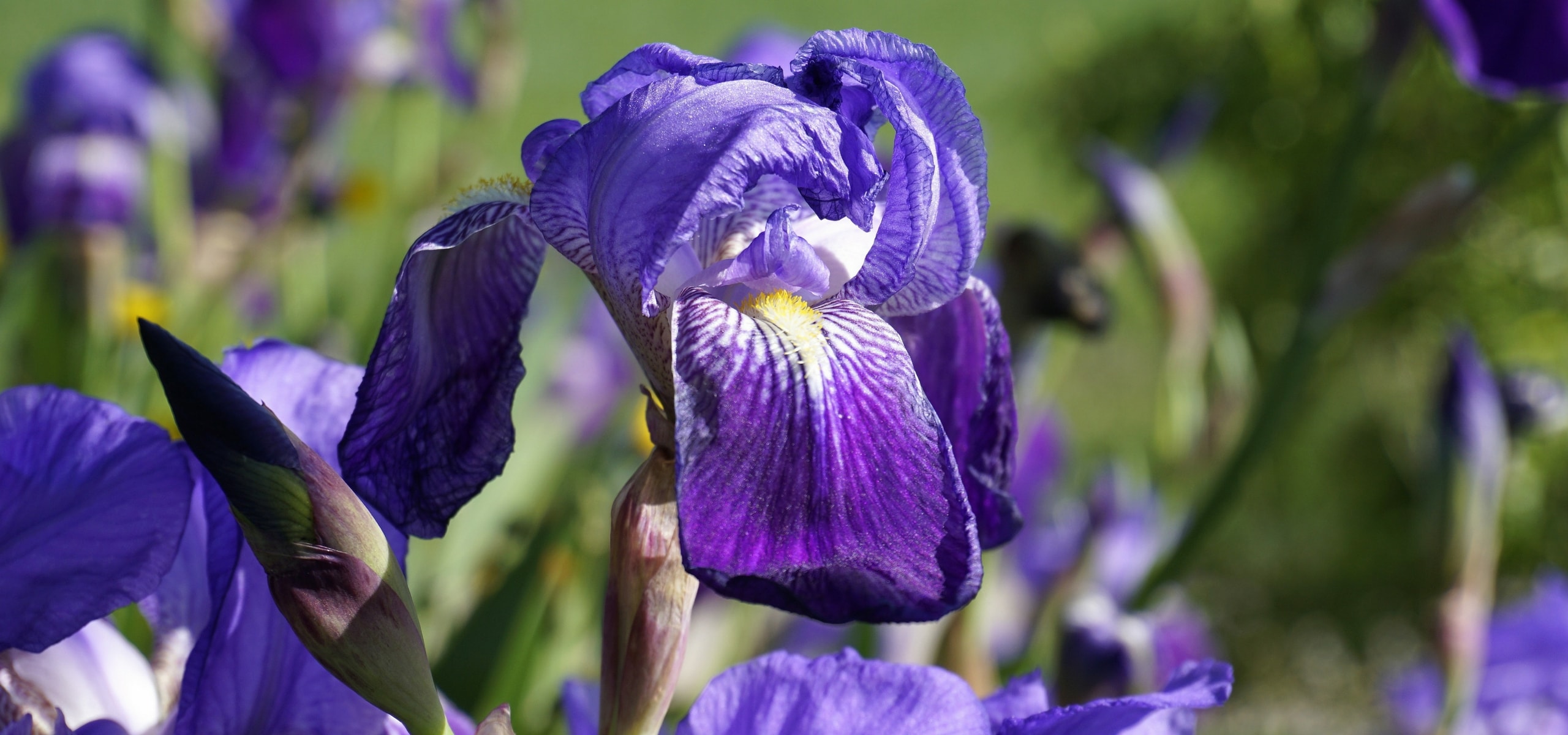Iris germanica: how to plant them?