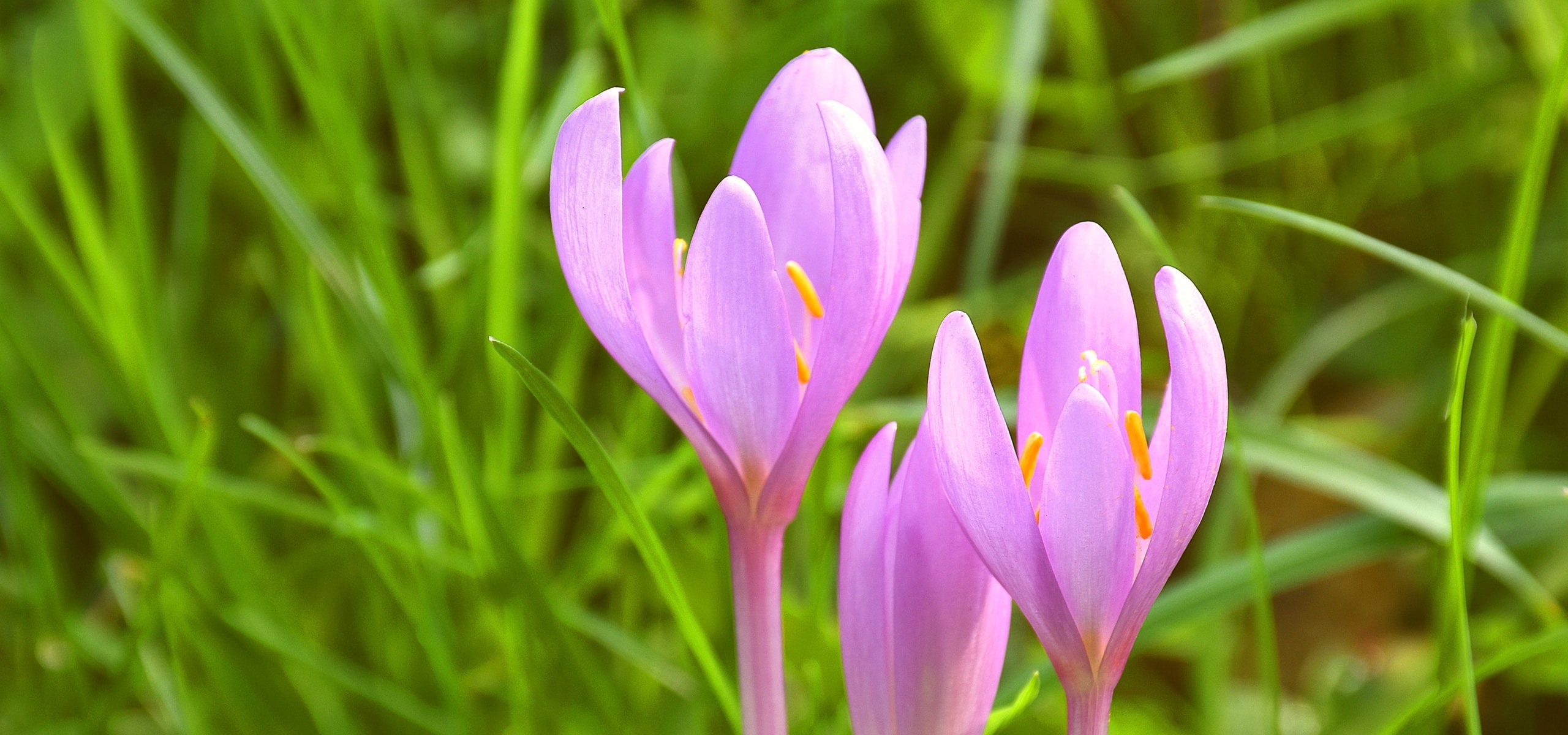 Plant young plants of Colchicum