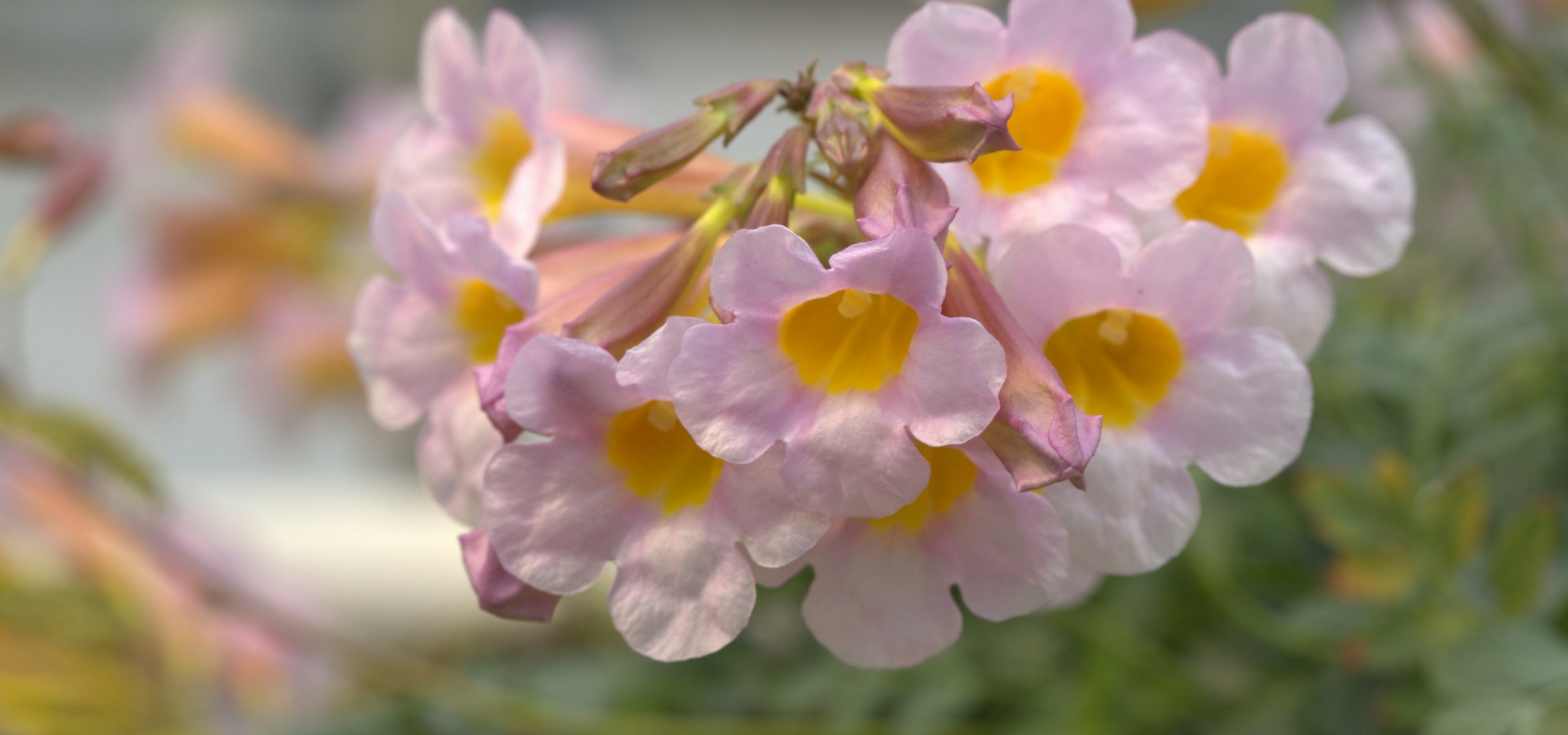 Planting Incarvilleas