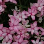 Planting Rhodohypoxis