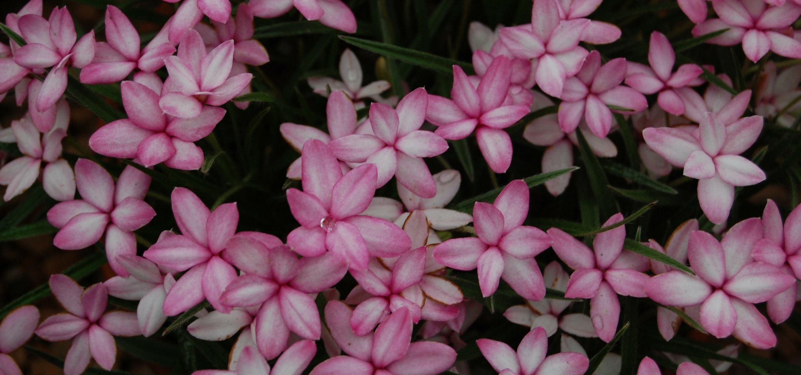 Planting Rhodohypoxis