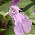 Planting Roscoea
