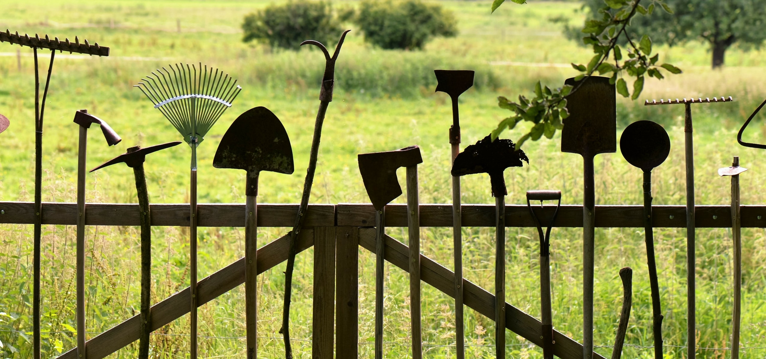 Planting perennials and shrubs