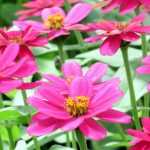 Annual plants: how to plant and care for them