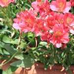 Potted plants: cultivation, maintenance and care