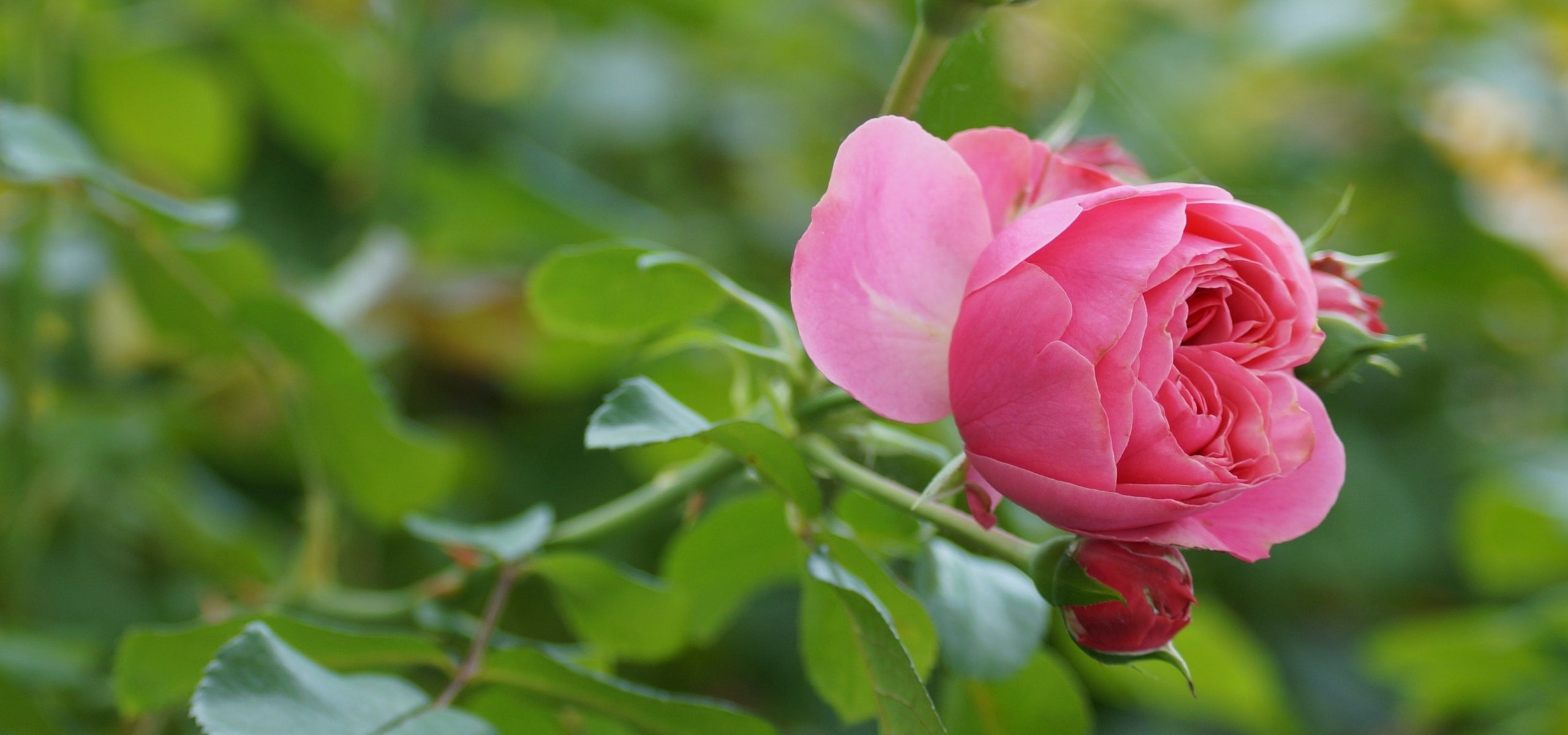 Rosier en pochettes de tourbe ou en racines nues