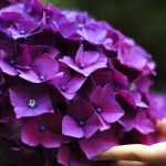 How to grow hydrangeas?