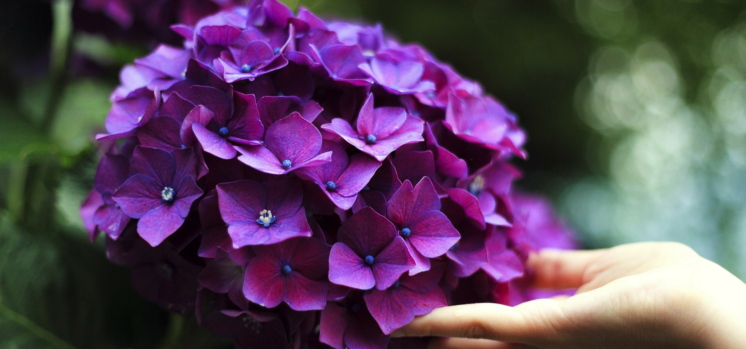 How to grow hydrangeas?