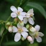 Be attentive to evergreen bushes