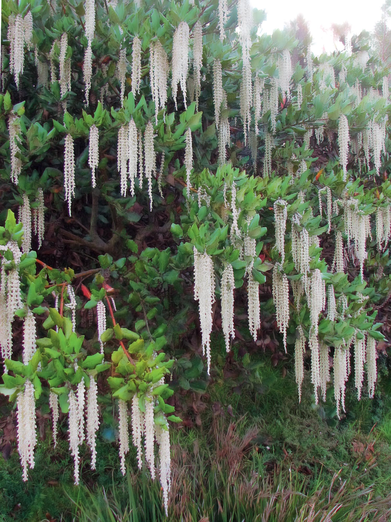 Garrya elliptica, a flowering bush in winter
