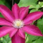 How to successfully combine your clematis?