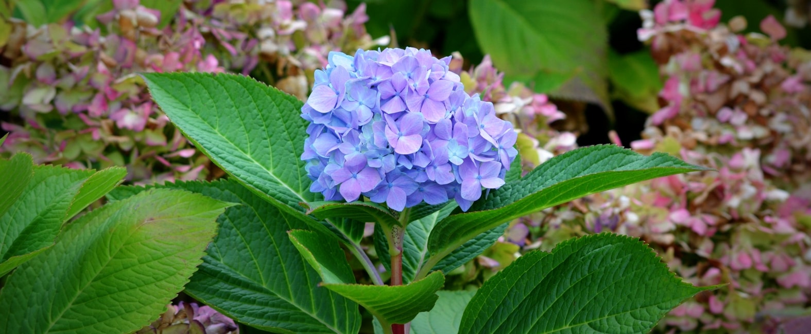 Blue hydrangea flowers Hydrangea