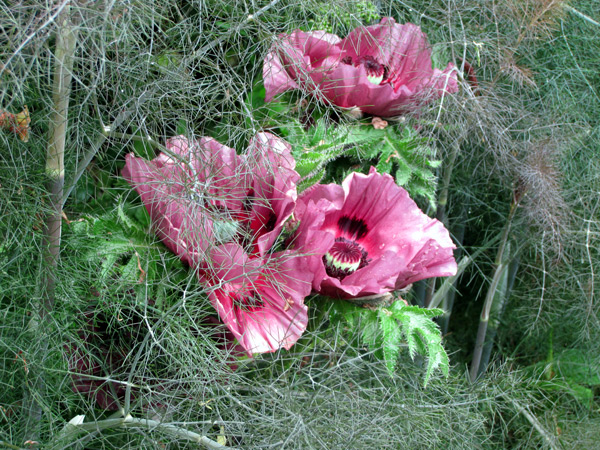 The games of art and chance: 'Patty's Plum' oriental poppy mixed with bronze fennel