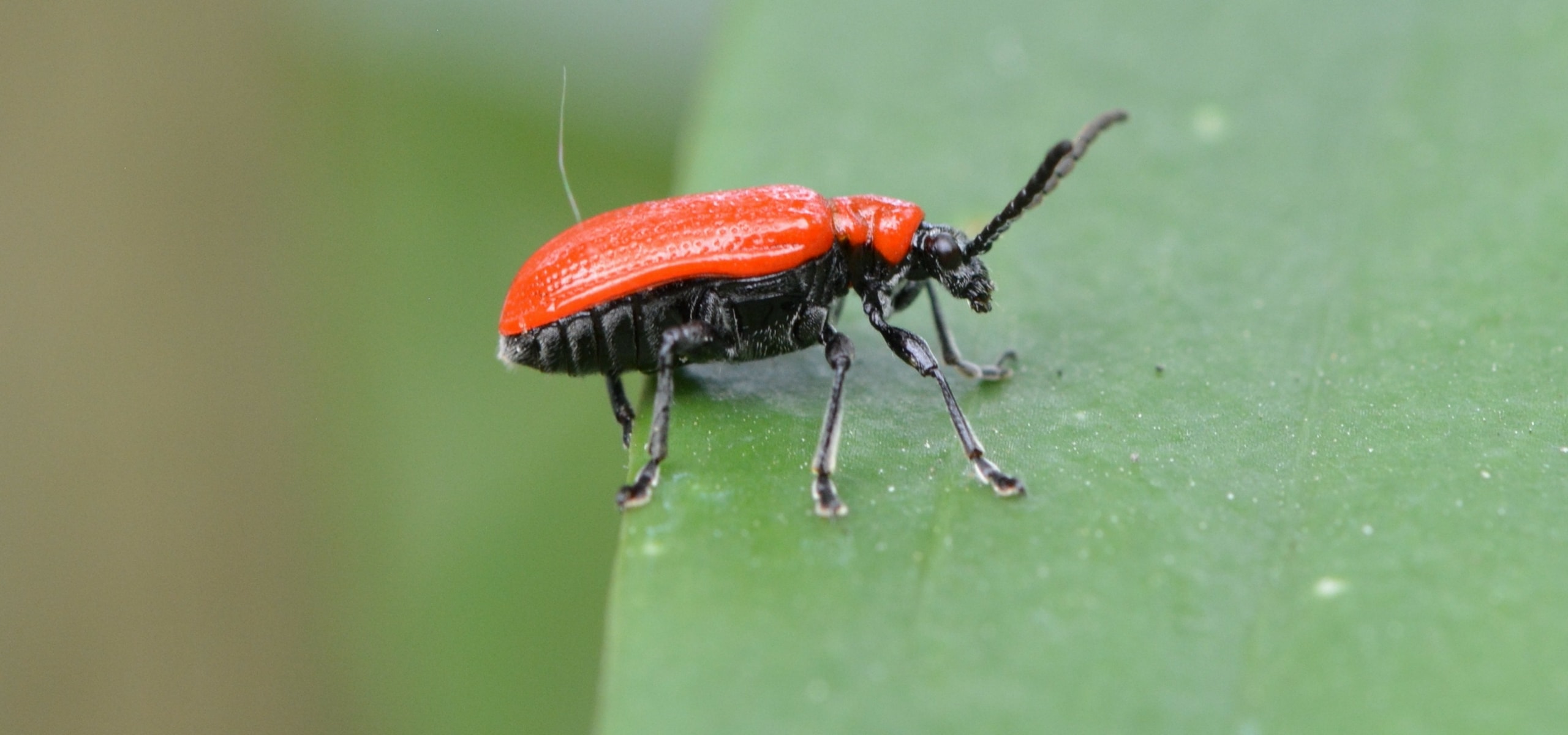Lily beetle: dealing with attacks