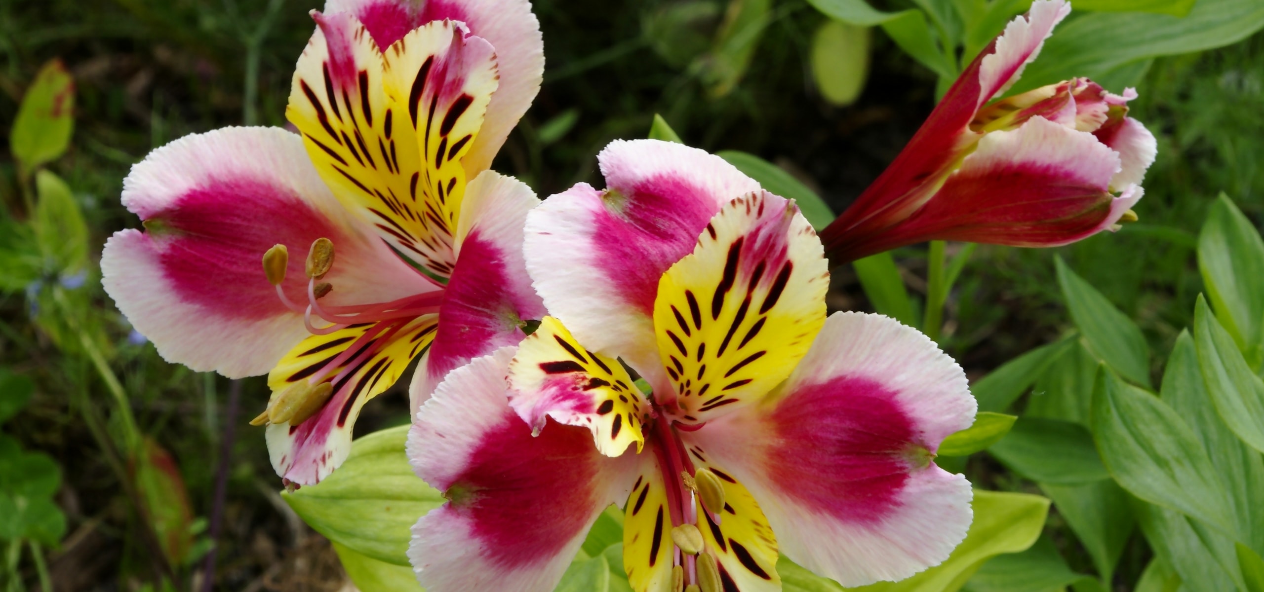Succeed with your Alstroemeria