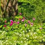 What to plant under a tree?