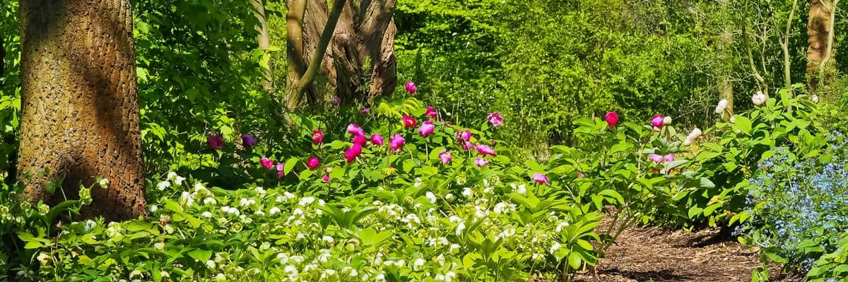 What to plant under a tree?