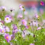Sowing seeds directly in the ground