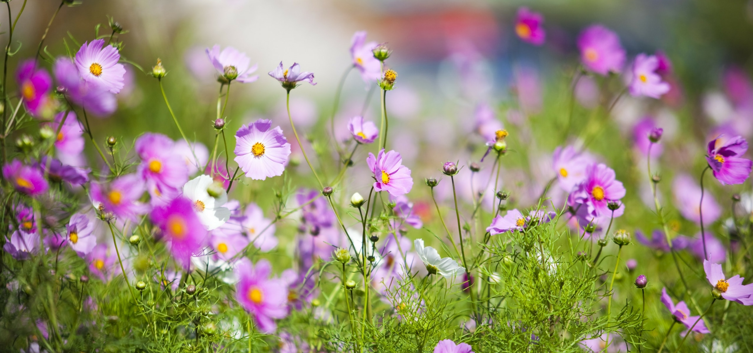 Sowing seeds directly in the ground