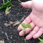 Sowing vegetable seeds