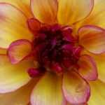 Dividing dahlias