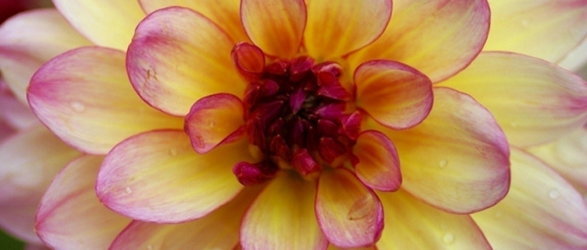 Dividing dahlias