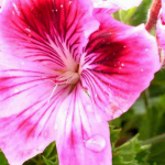 Scented geraniums: how to succeed ?