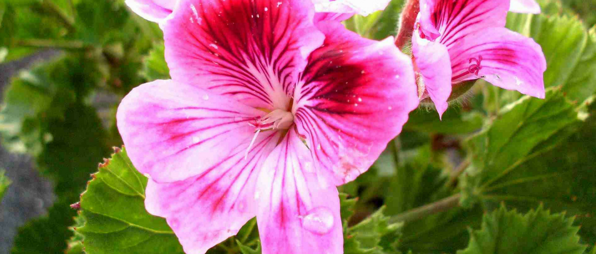 Scented geraniums: how to succeed ?