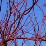 Decorative wood dogwoods: 9 pairing ideas